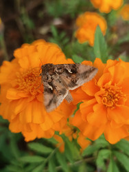 Ночная бабочка (мотылек, вероятно совка Noctuidae) между двумя оранжевыми бархатцами (Tagetes) — насекомое с коричневыми крыльями, сложенными домиком, макросъемка - Mihail_direct