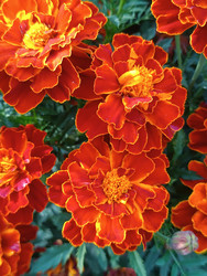 Крупный план бархатцев (Tagetes) — насыщенные красно-оранжевые махровые цветы с желтыми центрами, заполняющие весь кадр, текстура лепестков, макросъемка садового растения семейства Астровые - Mihail_direct