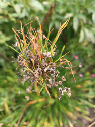 Лук слизун (Allium nutans) — семенные коробочки с черными семенами, увядающие плоские листья, конец вегетационного сезона, макросъемка лекарственного и пищевого растения - Mihail_direct