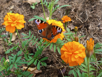 Бабочка павлиний глаз (Aglais io) на оранжевых бархатцах (Tagetes) — общий план с несколькими цветами, бабочка в центре, видна почва и бутоны на фоне, макросъемка - Mihail_direct