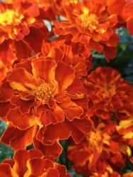 Крупный план бархатцев (Tagetes) — насыщенные оранжево-красные цветы, заполняющие весь кадр, текстура лепестков, макросъемка садового растения семейства Астровые - Mihail_direct