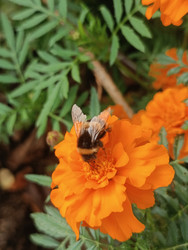 Шмель (Bombus) на оранжевых бархатцах (тагетес, Tagetes) — насекомое-опылитель собирает нектар и пыльцу с ярко-оранжевого цветка, макросъемка садового растения - Mihail_direct