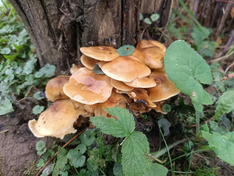 Грибы на пне сливы — группа грибов (вероятно, чешуйчатка Pholiota или другой вид), растущих сростком на пне сливового дерева, среди зелени и крапивы, макросъемка лесных грибов - Mihail_direct