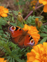 Бабочка павлиний глаз (Aglais io) на оранжевых бархатцах (Tagetes) — вид сбоку-сверху, яркие многоцветные крылья с глазками (оцеллиями), бутоны цветов на фоне, макросъемка - Mihail_direct