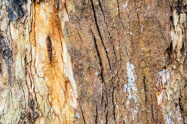 Кора ствола дерева крупным планом eucalyptus viminalis - vale