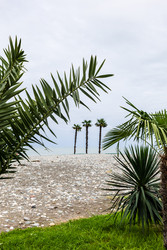 View of three palm trees on sea beach in Batumi - vale