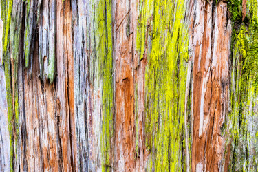 Кора ствола дерева крупным планом eucalyptus cinerea - vale