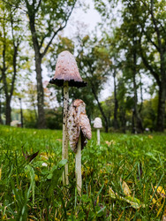Грибы навозники белые (Coprinus comatus) с лохматыми шляпками растут на газоне в парке. Крупный план, естественное освещение - eka.belousova