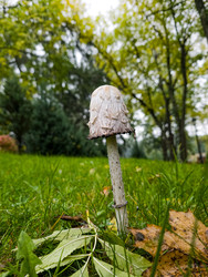 Гриб навозник белый (Coprinus comatus) на газоне. Особенности и предостережения - eka.belousova