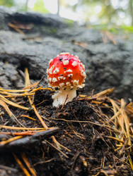 Яркий красный мухомор (Amanita muscaria) с белыми хлопьями на шляпке, растущий на лесной подстилке из хвои. Крупный план, избирательный фокус - eka.belousova