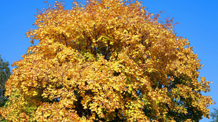 Yellow maple tree - ru3apr