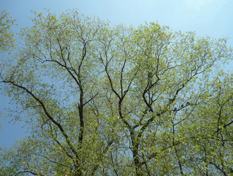 Tree at spring - ru3apr
