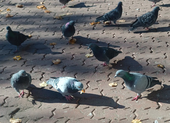 Городские голуби (Columba livia) на брусчатке с опавшими осенними листьями — крупный план, длинные тени от утреннего или вечернего солнца, детальная съемка птиц на городской площади - Mihail_direct