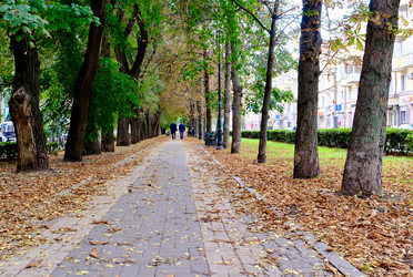 Осенний пейзаж в сквере города. Листопад и атмосфера осеннего леса. Россия Воронеж Сенрябрь 28 2026 г - VitalySh