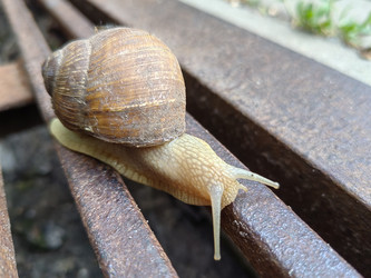 Виноградная улитка (Helix pomatia) на металлической решетке: крупный план фактур - DaniilAlexiy