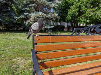 Городской голубь на спинке парковой скамейки: дневной свет и фактуры - DaniilAlexiy