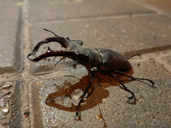 Самец жука‑оленя (Lucanus cervus) на тротуарной плитке: крупный план мандибул - DaniilAlexiy
