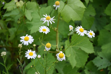 Matricaria recutita L. (Семейство Asteraceae) Ромашка аптечная — однолетнее травянистое растение; вид рода Ромашка (Matricaria) семейства Астровые (Сложноцветные). Лекарственное растение западной Сибири - Sveetlana