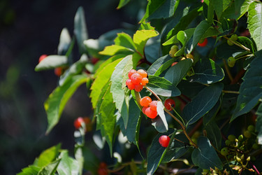 Lonicera tatarica, жимолость татарская, ягоды декоративной жимолости в саду - Sveetlana