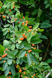 Lonicera tatarica, жимолость татарская, ягоды декоративной жимолости в саду - Sveetlana