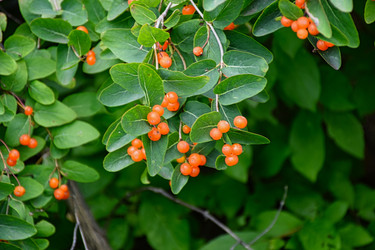 Lonicera tatarica, жимолость татарская, плоды декоративной жимолости в саду - Sveetlana