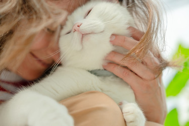 Любящая женщина прижимает к себе свою белую кошку, прижимаясь мордочками друг к другу в нежном объятии. Этот владелец домашнего животного проводит безмятежный, ласковый момент в помещении, создавая уютную атмосферу чистого комфорта и любви - ElenaSk