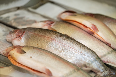 Свежая цельная рыба, выставленная на рыночной витрине. Выбор морепродуктов, представляющих рыбалку, снабжение продуктами питания, кулинарное приготовление и устойчивый сбор урожая в океане - Maria Moroz