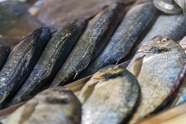 свежая цельная рыба, выставленная на рыночной витрине. выбор морепродуктов, представляющих рыбалку, снабжение продуктами питания, кулинарное приготовление - Maria Moroz