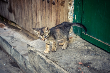 дикие кошки, живущие на улицах медины фес - joseh51