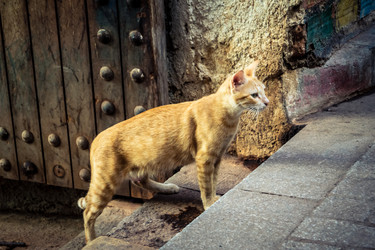 дикие кошки, живущие на улицах медины фес - joseh51