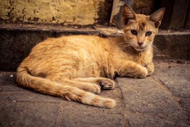 дикие кошки, живущие на улицах медины фес - joseh51