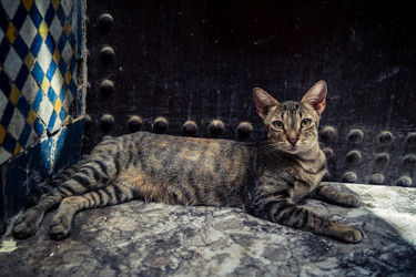 дикие кошки, живущие на улицах медины фес - joseh51
