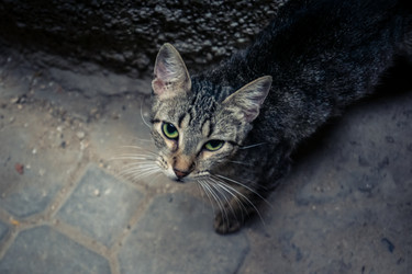 дикие кошки, живущие на улицах медины фес - joseh51