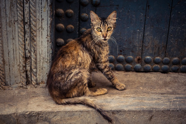 дикие кошки, живущие на улицах медины фес - joseh51
