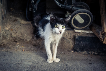 дикие кошки, живущие на улицах медины фес - joseh51