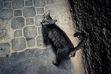 дикие кошки, живущие на улицах медины фес - joseh51