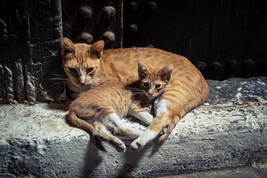 дикие кошки, живущие на улицах медины фес - joseh51