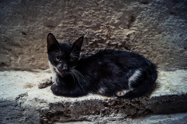 дикие кошки, живущие на улицах медины фес - joseh51
