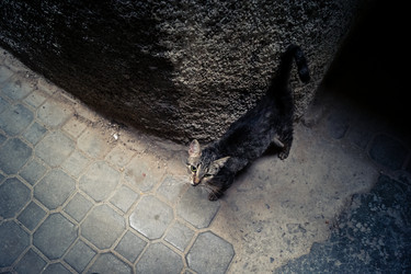 дикие кошки, живущие на улицах медины фес - joseh51