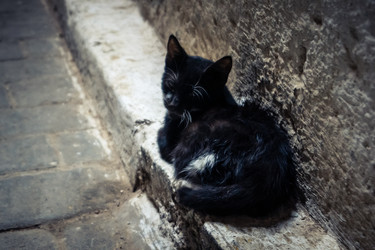 дикие кошки, живущие на улицах медины фес - joseh51