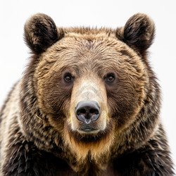 аляскинский бурый медведь пристально смотрит на зрителя - yliv