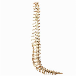 человеческий позвоночник с изображением шейных грудных поясничных и крестцовых позвонков - yliv