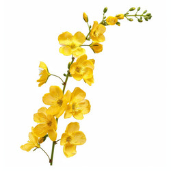 Цветущая желтая ветвь ochna integerrima, выделенная на белом фоне - yliv