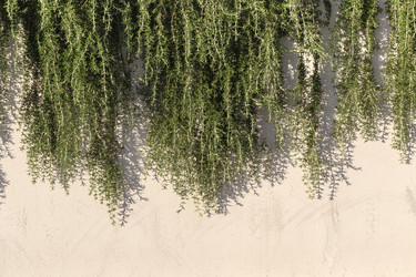 Ветви розмарина (Rosmarinus officinalis 'Prostratus') свисают со стены - Slavina
