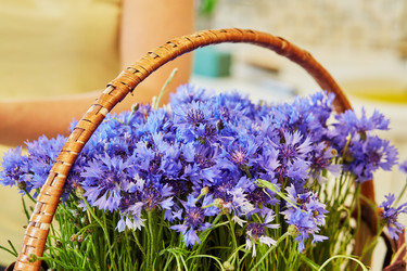 Blue cornflowers in wicker basket - paha_l