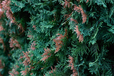 Ветка туи западной с участками рыжей чешуйчатой хвои - AleksSu