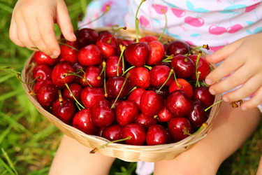 Basket with red wet cherry and hands of little - paha_l