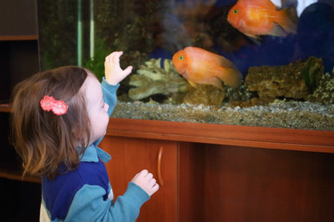 Little girl looks at the big red fish in an - paha_l