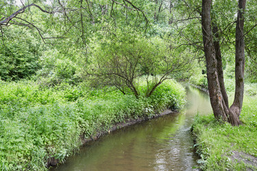 Gentle stream flows through lush green forest under overhanging branches - paha_l