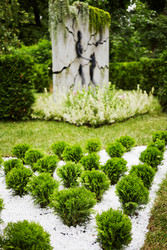 Many small thujas, arranged in rows at summer - paha_l